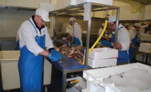 Chez JP Marée, toute la découpe du poisson (ici la roussette) se fait à la main, au petit matin, par une équipe de fileteurs au savoir-faire reconnu.