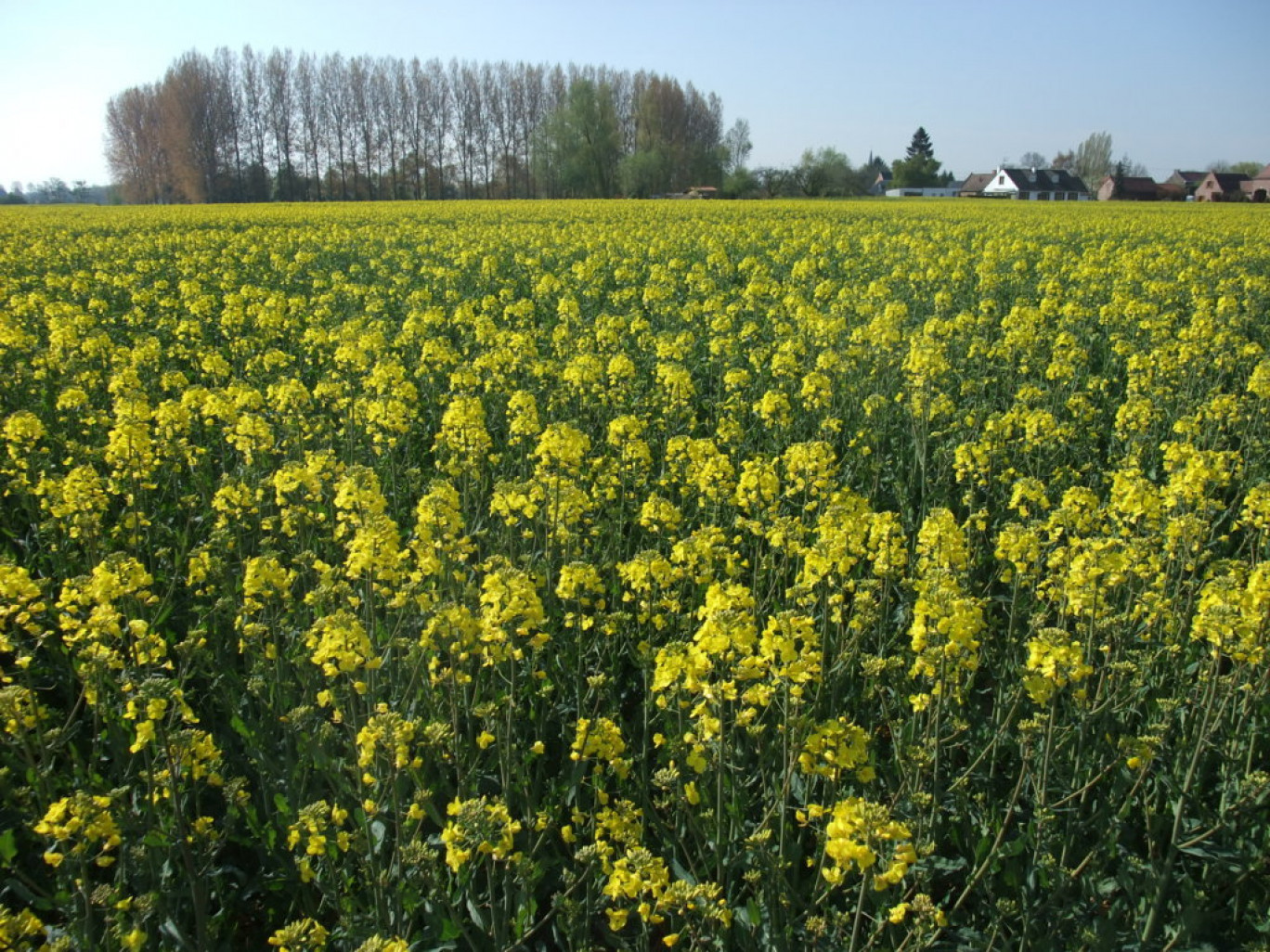 Le colza a envahi certaines zones de la région grâce à des mesures incitatives, pourquoi pas des cultures biologiques ?