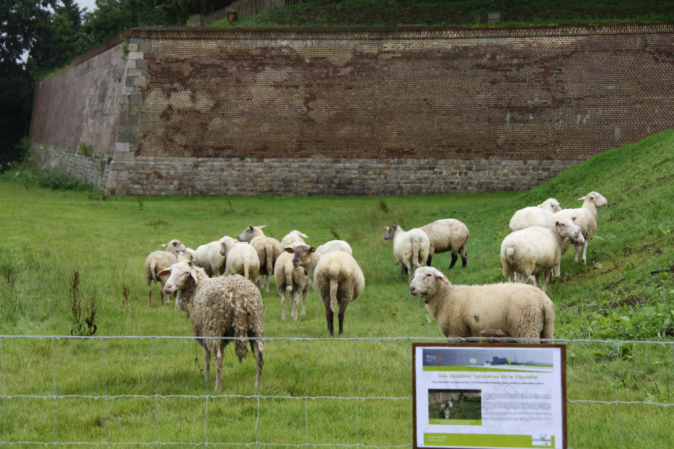 Les visiteurs de la Citadelle découvrent avec étonnement le cheptel de moutons à l’entrée porte Royale.