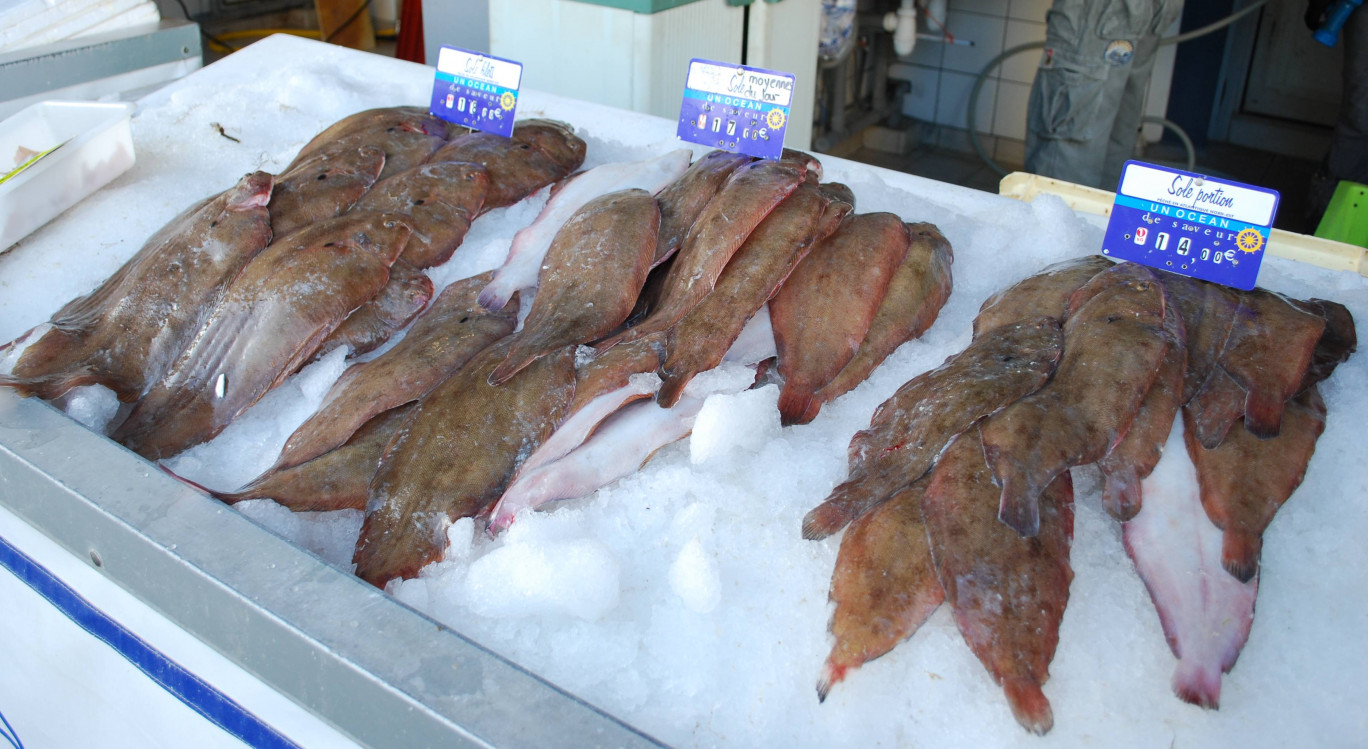 La sole est l'espèce la plus importante pour les pêcheurs côtiers de Boulogne, Calais et Dunkerque.